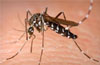 Dengue spreading in DK, fear mounts